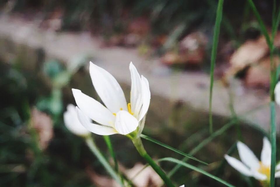 flower, petal, white color, fragility, flower head, freshness, growth, focus on foreground, beauty in nature, plant, close-up, blooming, nature, single flower, stem, selective focus, white, field, in bloom, outdoors