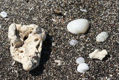 High angle view of shells on sand