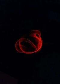 Close-up of light trails over black background