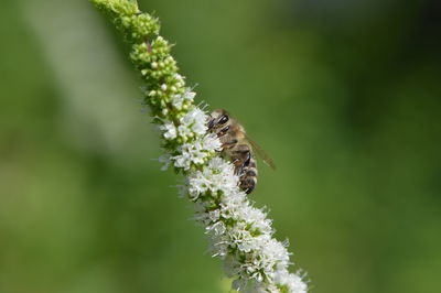 Honey bee pollinating on white flower buds