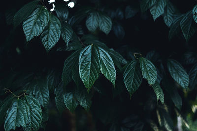 Close-up of leaves