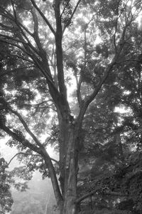 Low angle view of trees