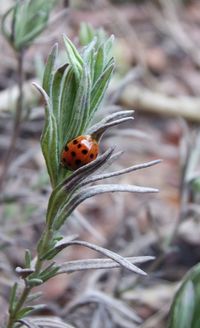 Close-up of ladybug on plant