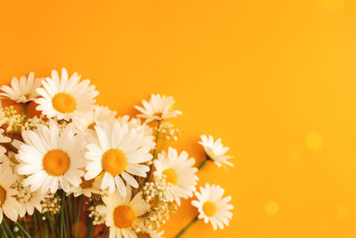 Close-up of white daisy flowers against yellow background