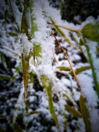 Close-up of frozen plants during winter