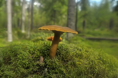 Close-up of mushroom growing on field