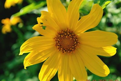 Close-up of yellow flower