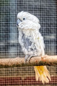 Close-up of a bird in cage