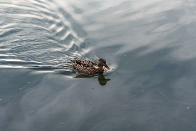 High angle view of mallard duck swimming in lake