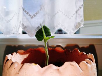Close-up of potted plant against window