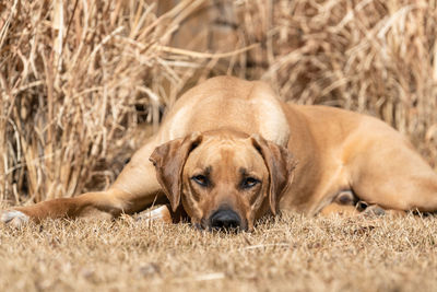 Rhodesian ridgeback lying on dry grass field