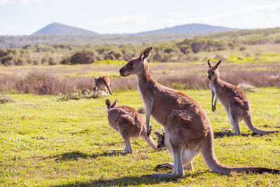 Kangaroo standing in a field