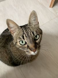 Close-up portrait of a cat