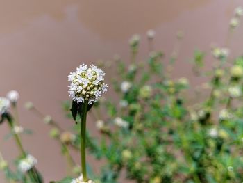 Close-up of flowering plant