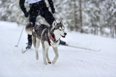 Dog running on snow