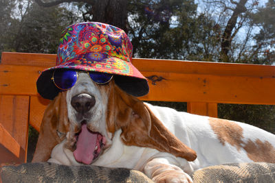 Close-up of dog wearing sunglasses and bucket hat 