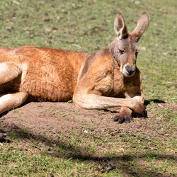 Portrait of lion resting on land