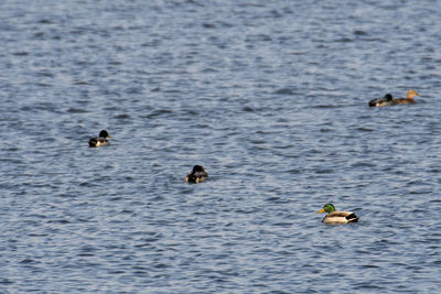 Ducks swimming in a lake