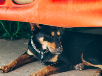 Close-up of a dog resting