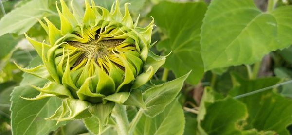 Close-up of sunflower on plant