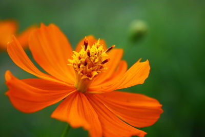 Close-up of orange cosmos flower