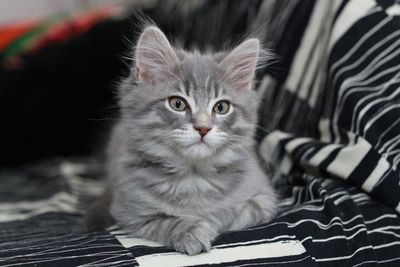 Portrait of kitten relaxing on bed