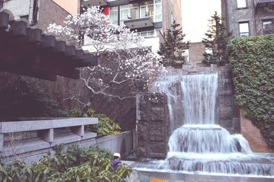 Flowers growing on a tree