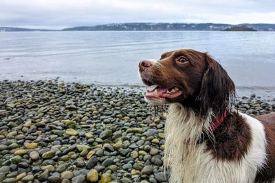 Dog looking away on beach