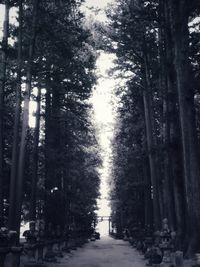 Trees in forest during winter