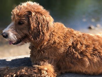 Close-up of dog looking away