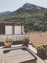 Potted plants on table against building