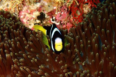 Close-up of fish in sea