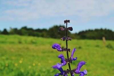 Close-up of purple flowering plant on field against sky