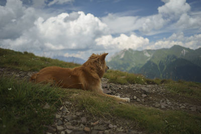 View of a horse on field