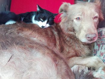Close-up portrait of two cats resting