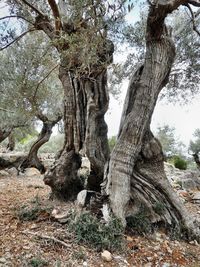 View of tree