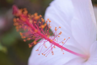 Close-up of insect on pink hibiscus