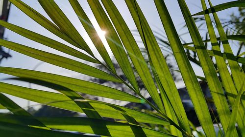 Low angle view of leaves