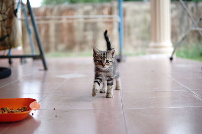 Portrait of cat sitting on floor