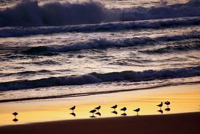 Flock of birds on beach