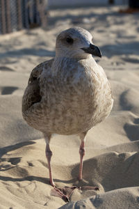 Close-up of seagull perching on land