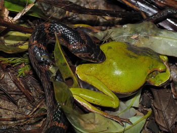 Close-up of a lizard on a tree