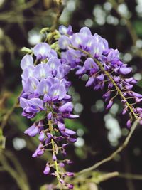 Close-up of purple flowering plants