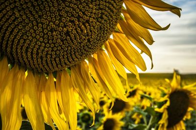 Close-up of sunflower blooming in field against sky