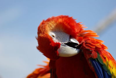 Close-up of parrot