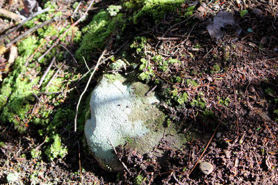 Close-up of plants growing in forest