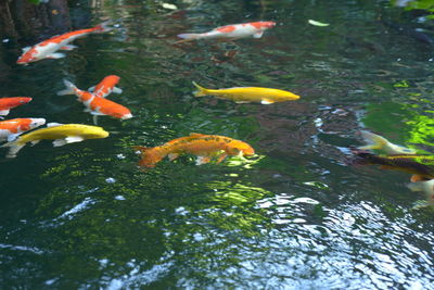 View of koi fish in sea