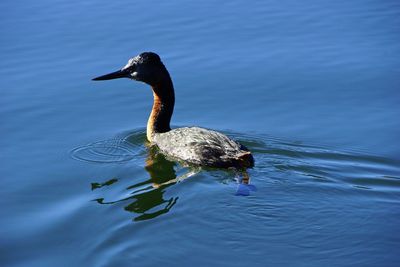 Close-up of duck swimming on lake