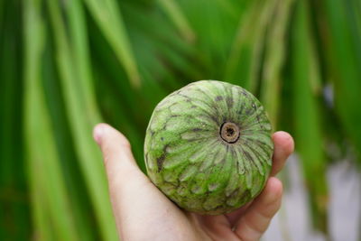 Close-up of person holding apple