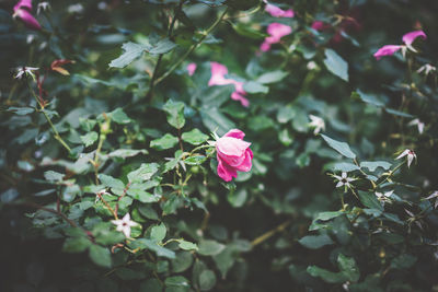 Close-up of pink flowering plant